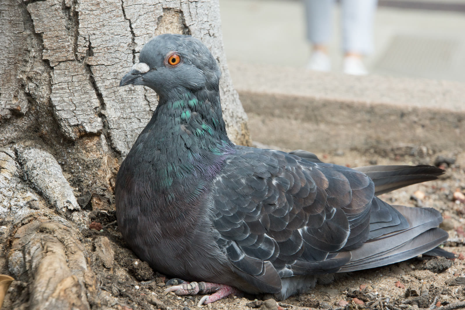 Rock Dove: Are City Pigeons the Same as Wild Rock Doves?