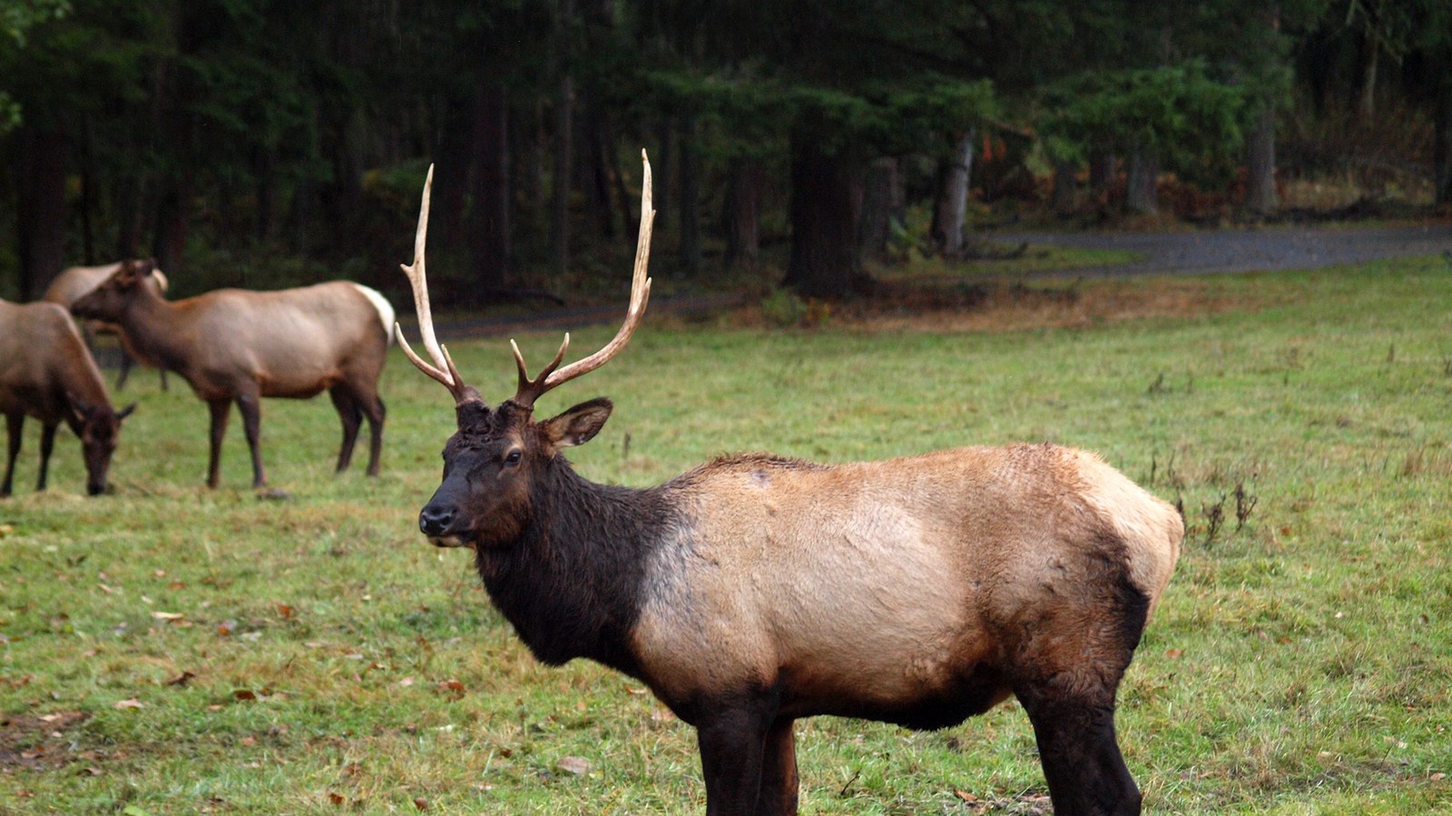 Why Do Elk Bugle? Roosevelt Elk, the Rut and North America's Biggest Elk