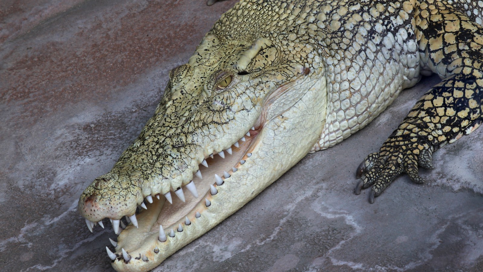 Why the Saltwater Crocodile Owns the Strongest Bite on Earth