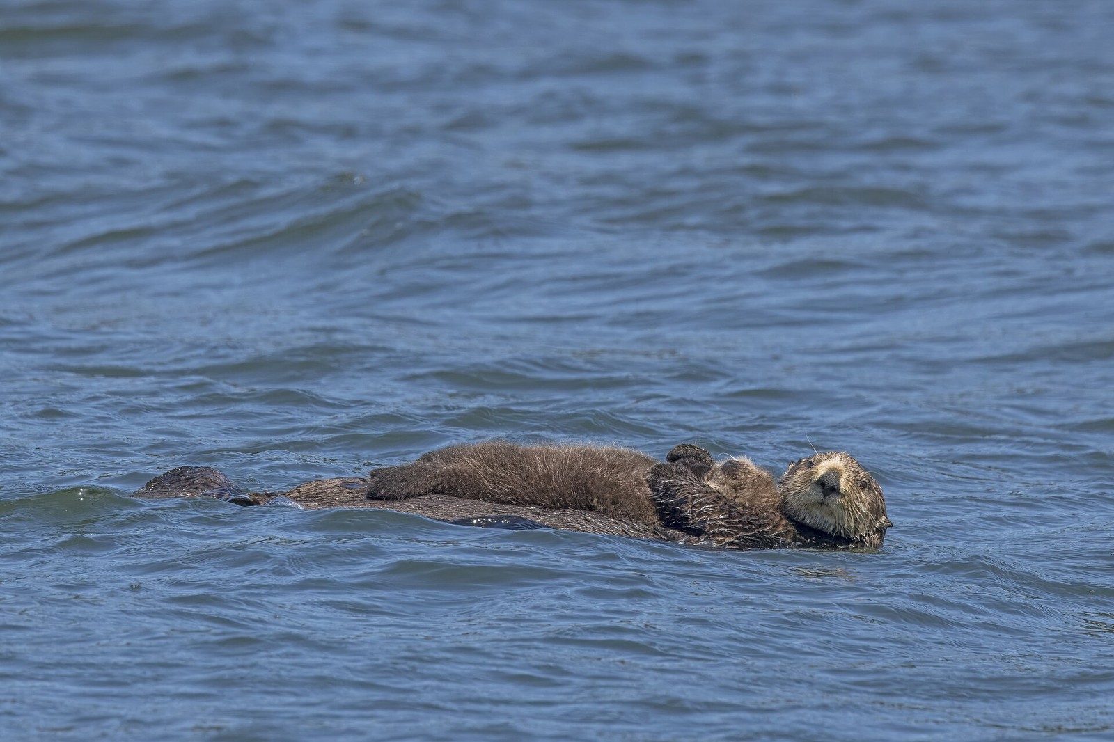 Sea Otter: Densest Fur, Tool Use, and Why Kelp Forests Need Them
