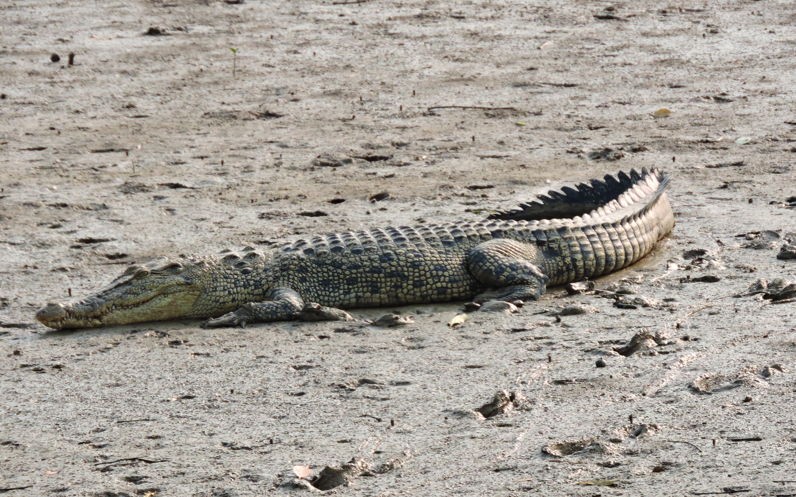 Adiós a las estaciones: reptiles con Asoleo, insectos con Ciclo vital y los primeros cazadores de Guaridas