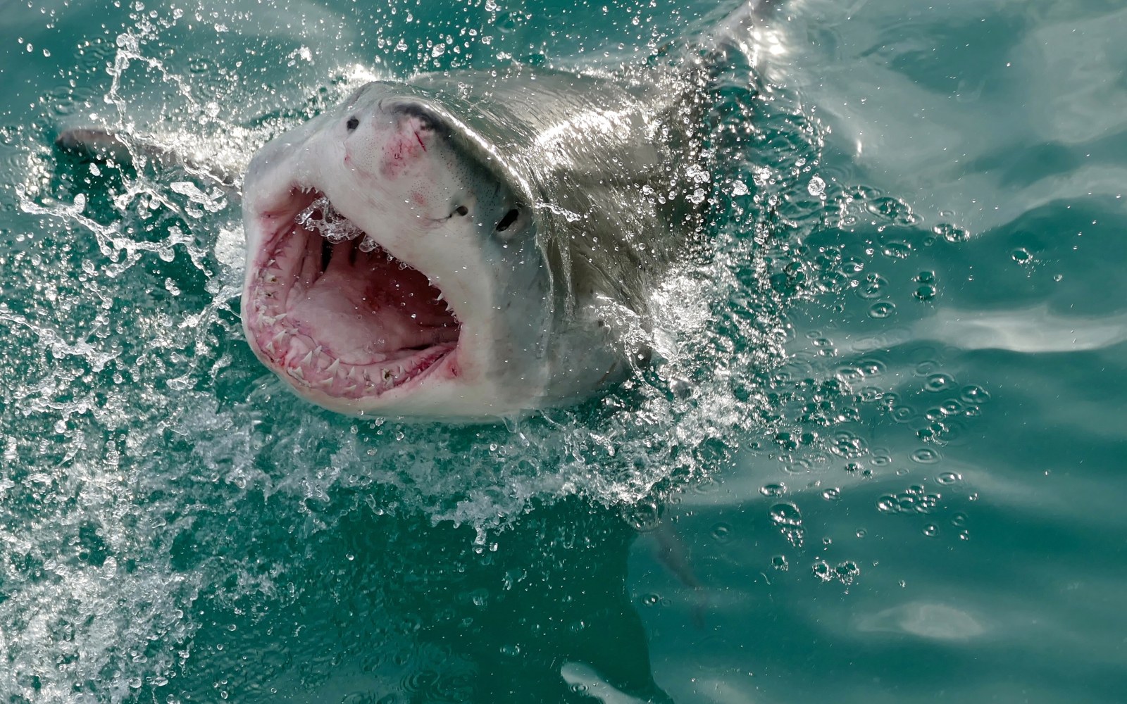 Can Sharks Smell Blood a Mile Away? 7 Animal Myths Busted