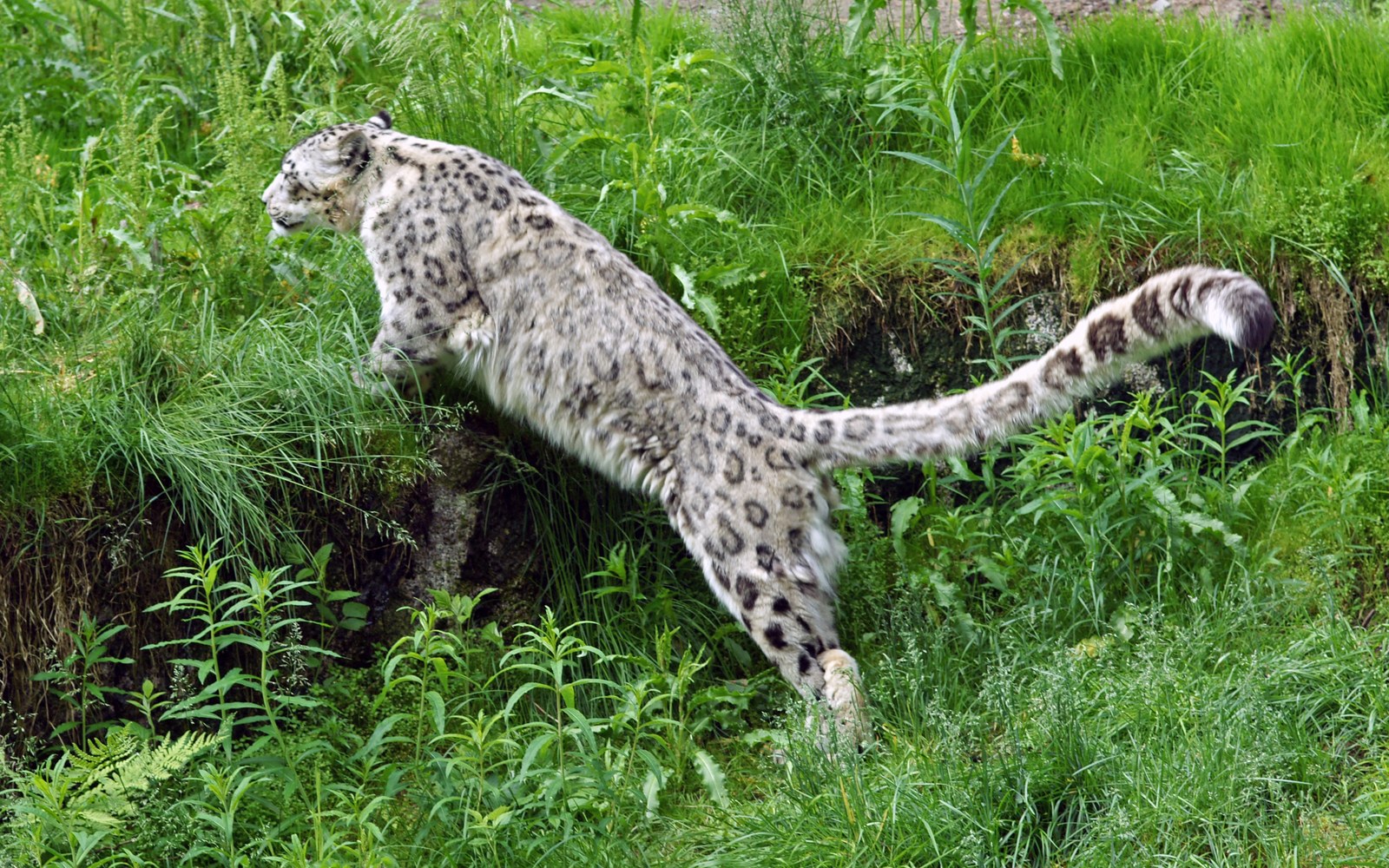 Snow Leopard: The Big Cat That Can't Roar (and Its Giant Tail)