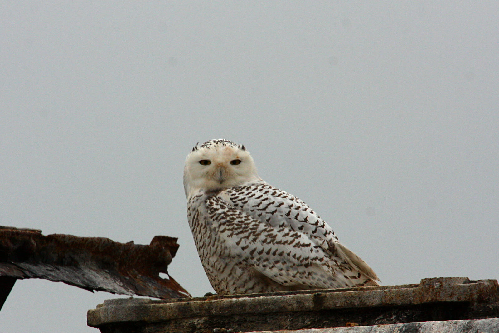 Snowy Owl: Daylight Hunter, Lemming Cycles, and Arctic Irruptions