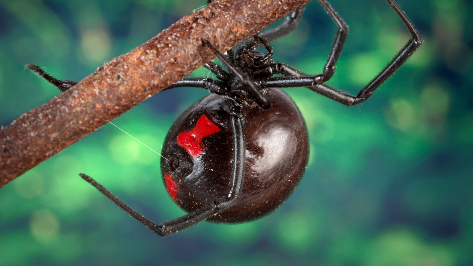 Southern Black Widow: Hourglass Warning, α-Latrotoxin, and Comb-Footed Ambush
