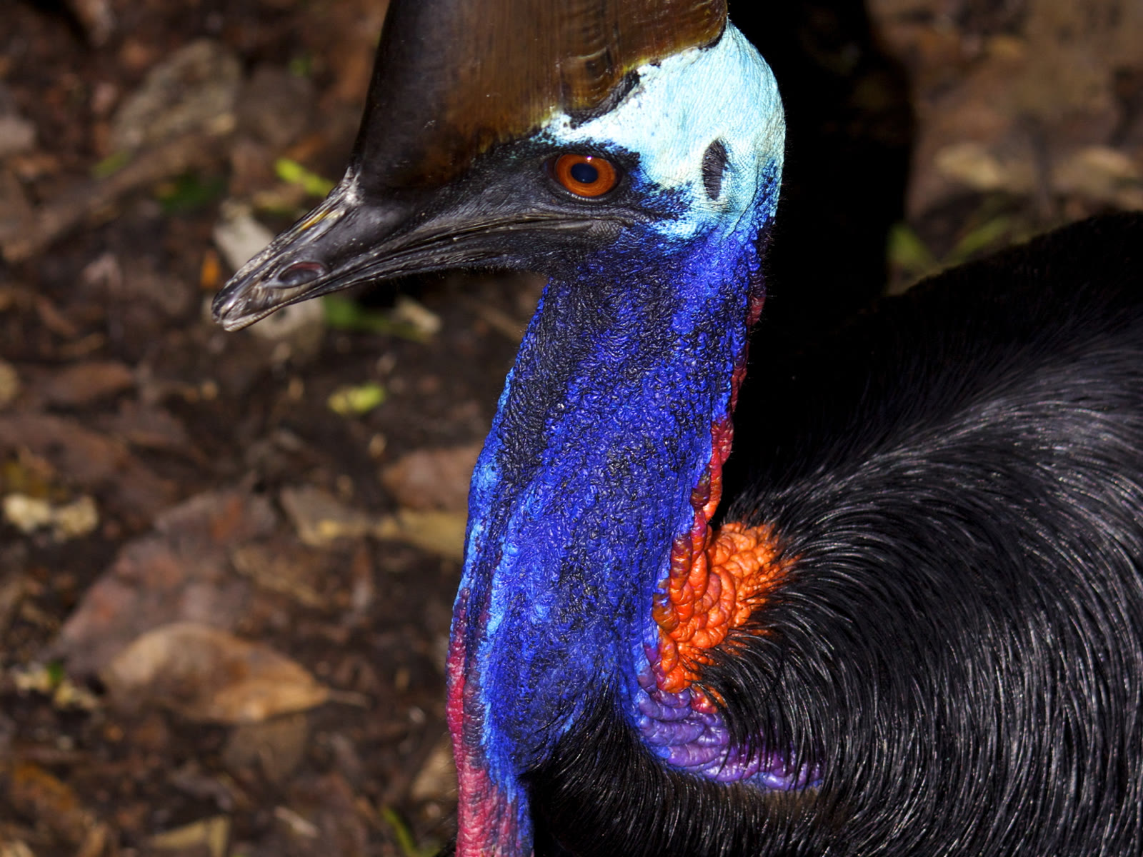 Southern Cassowary: Most Dangerous Bird Myth, Casque, and Rainforest Gardener