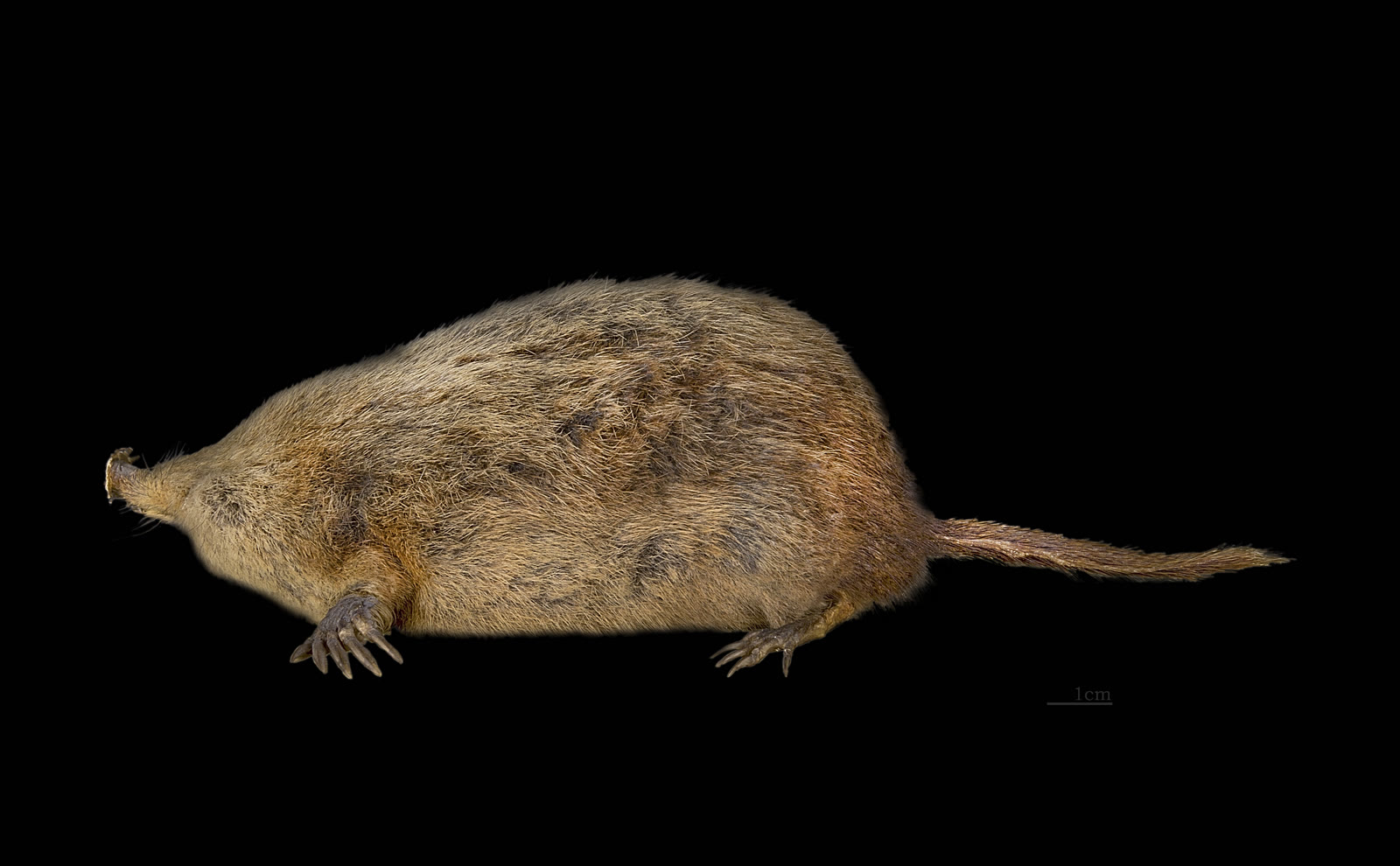 Star-Nosed Mole: 22 Tentacles, Eimer's Organs, and Underwater Smell