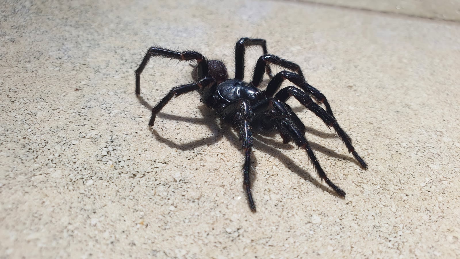 Sydney Funnel-web Spider: How Dangerous Is the Bite — and Why Antivenom Wins
