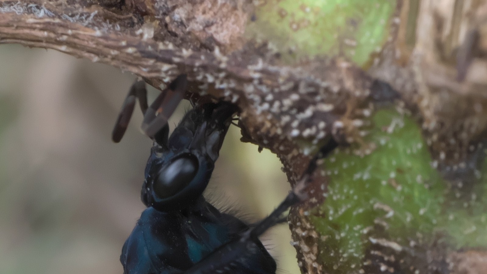 Tarantula Hawk Wasp: Schmidt Pain #2, Paralysis Hunt, and Why Humans Rarely Get Stung