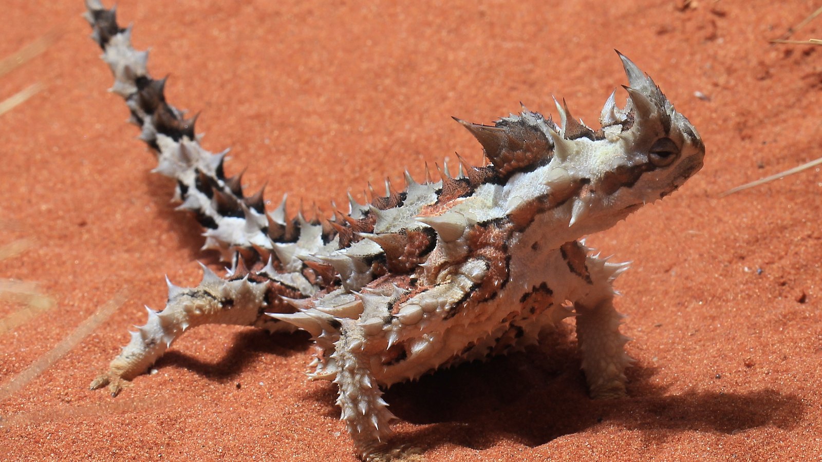 Thorny Devil: How It Drinks Through Its Skin and Eats Only Ants