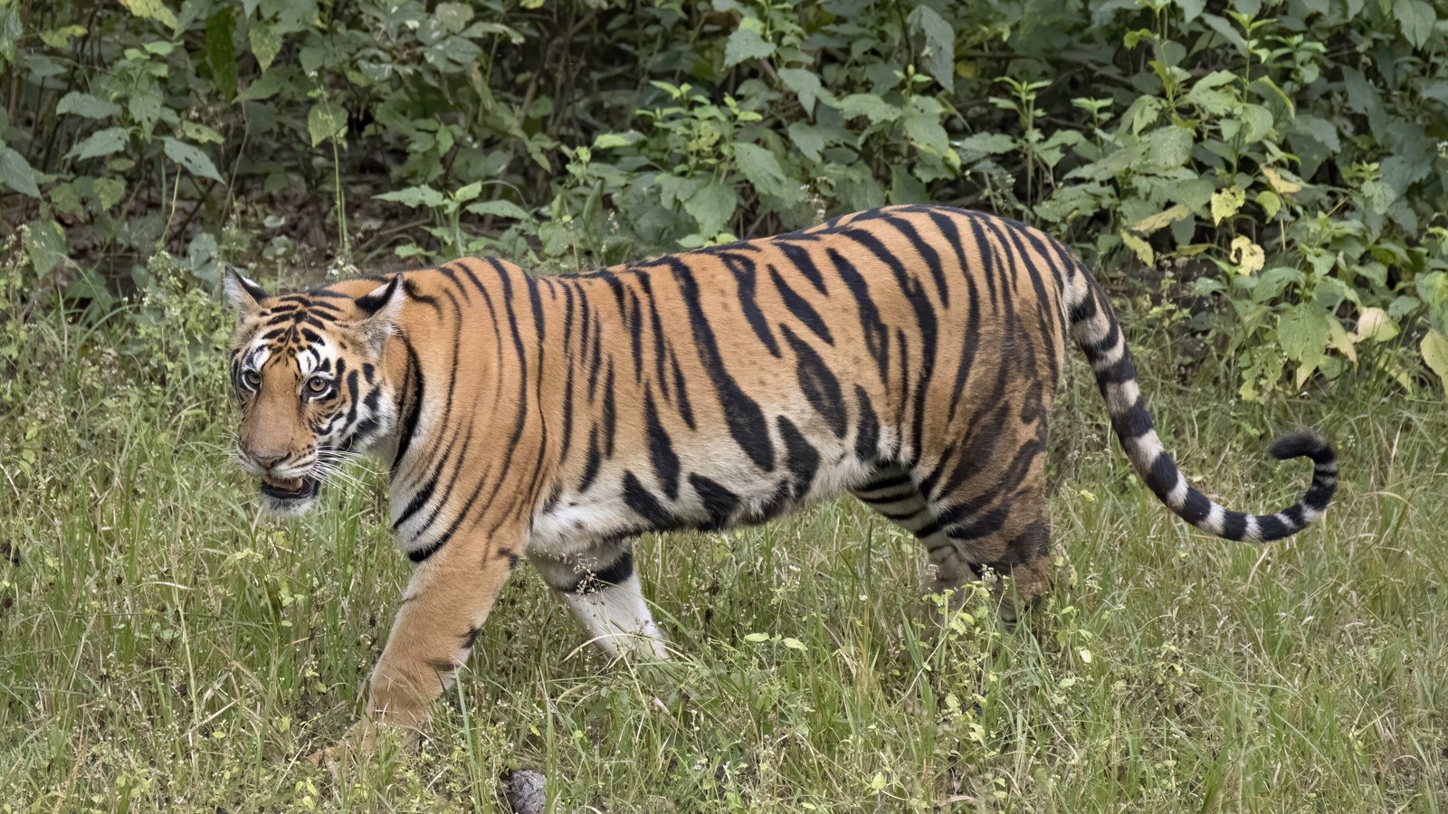 Tiger: Stripes, Ambush, and Asia's Endangered Apex Cat