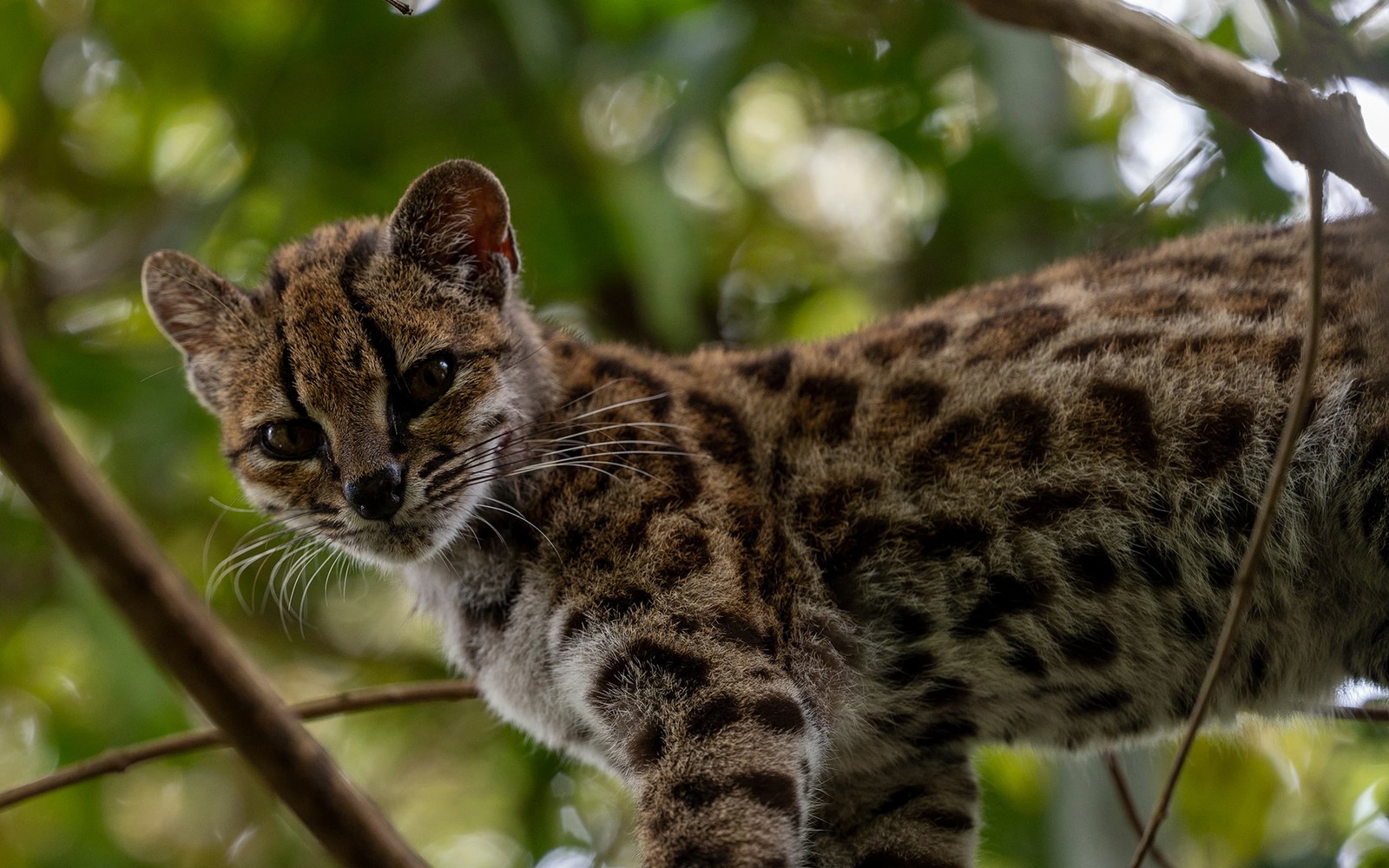 Tilcayo Tiger Cat: Can You Buy One as a Pet?