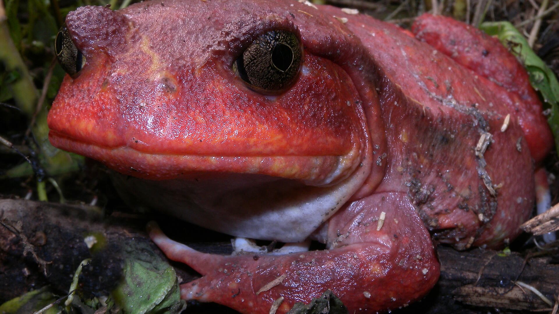 Tomato Frog: Sticky Skin, Balloon Defense, and Madagascar's Sangongon