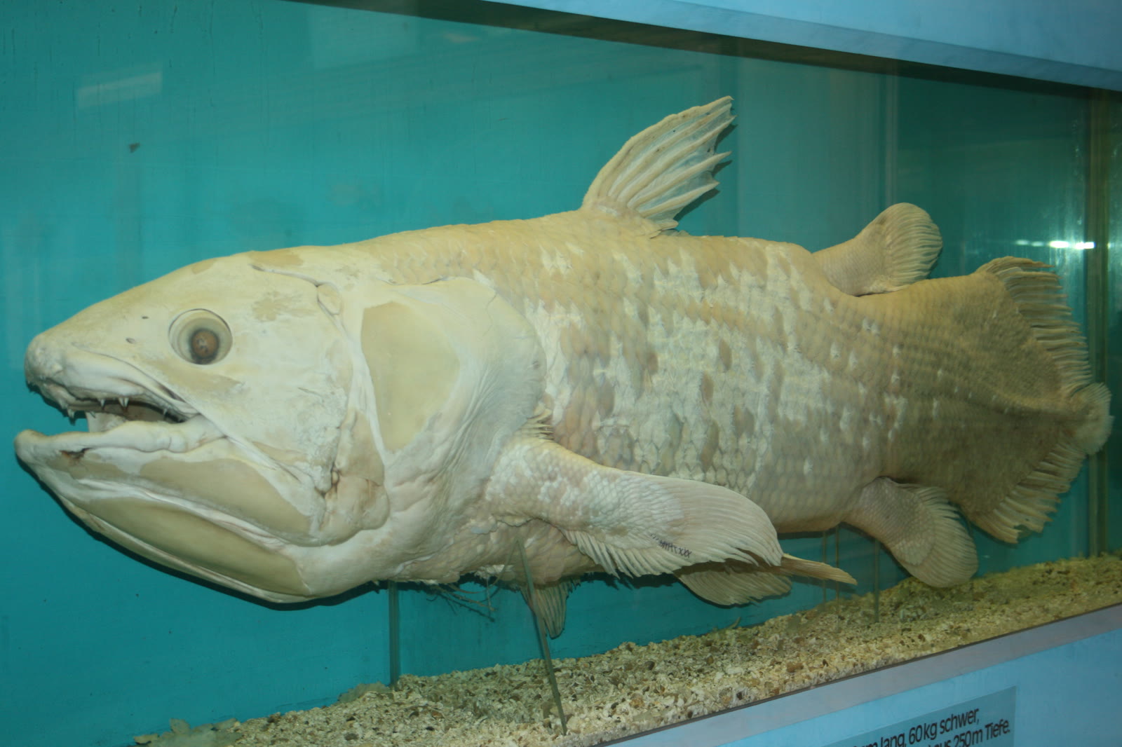 West Indian Ocean Coelacanth: Living Fossil, Lazarus Rediscovery, and Critically Endangered Depths