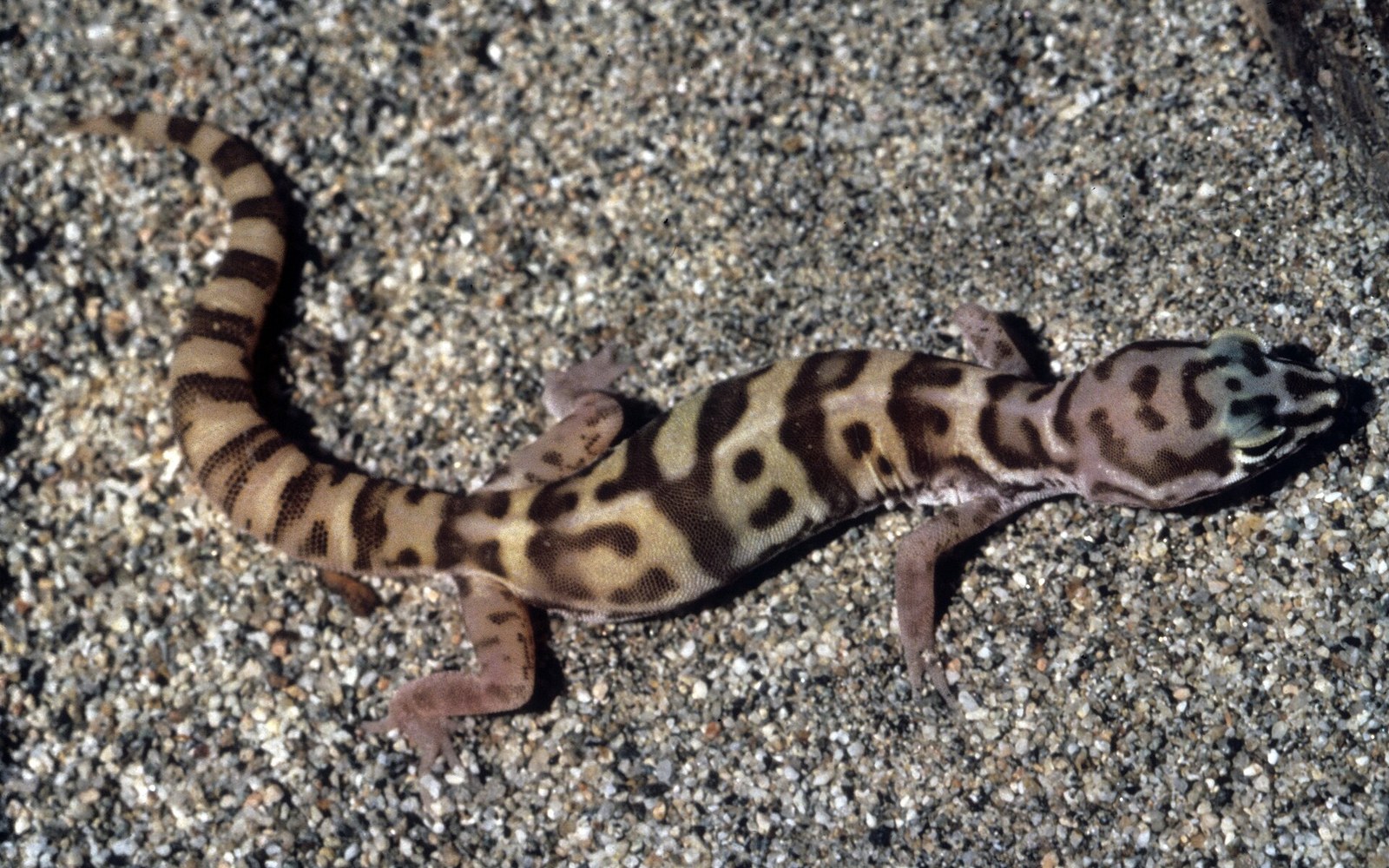 Western Banded Gecko: It Shakes Scorpions 13 Times a Second