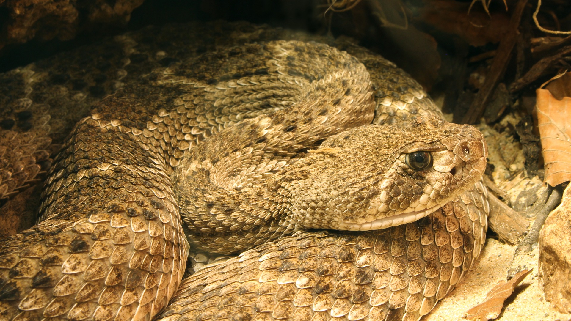Western Diamondback Rattlesnake: Diamonds, Warning Buzz, and Desert Ambush