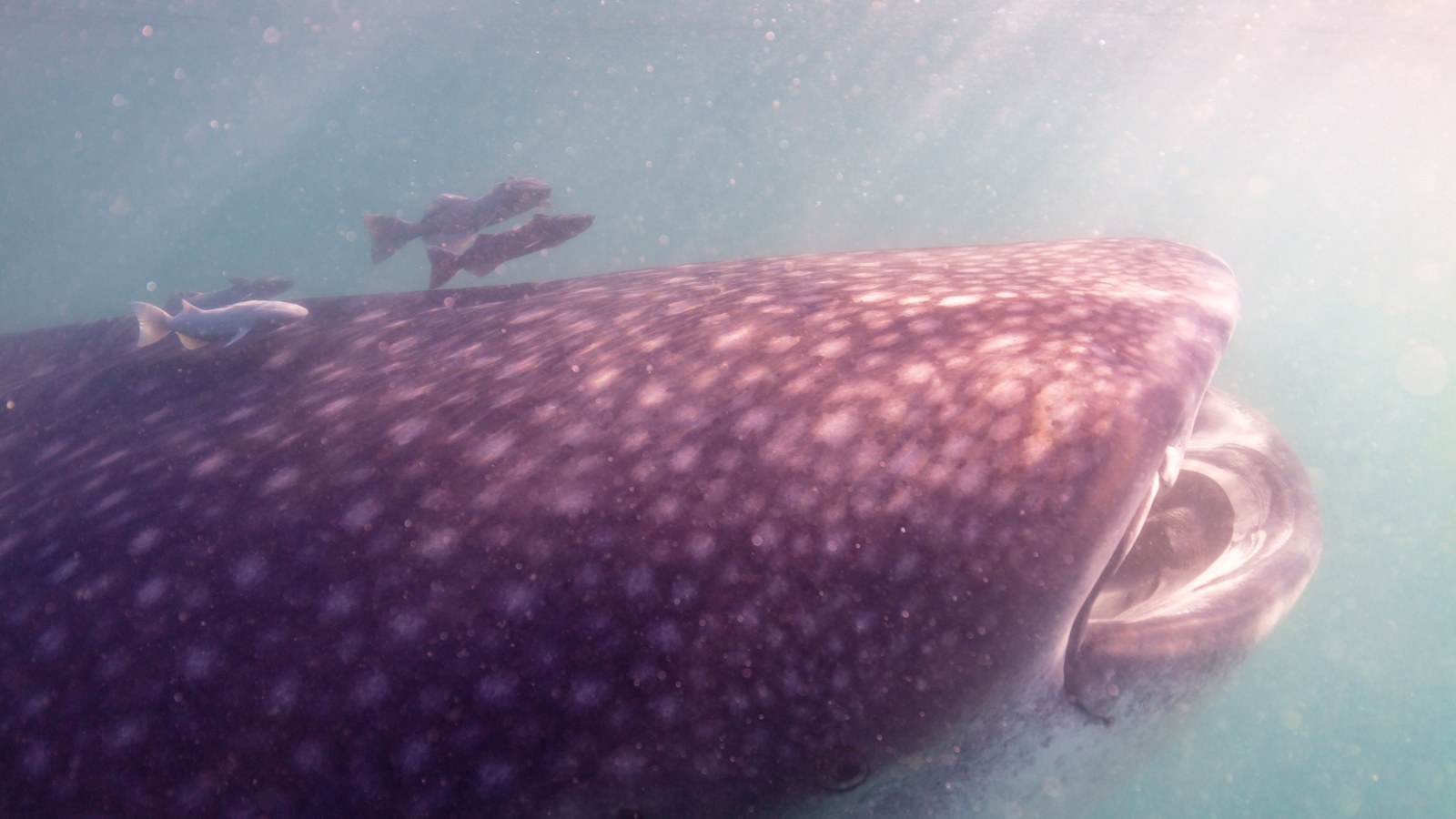 Whale Shark: Largest Fish, Filter Feeder, and Why It's Endangered