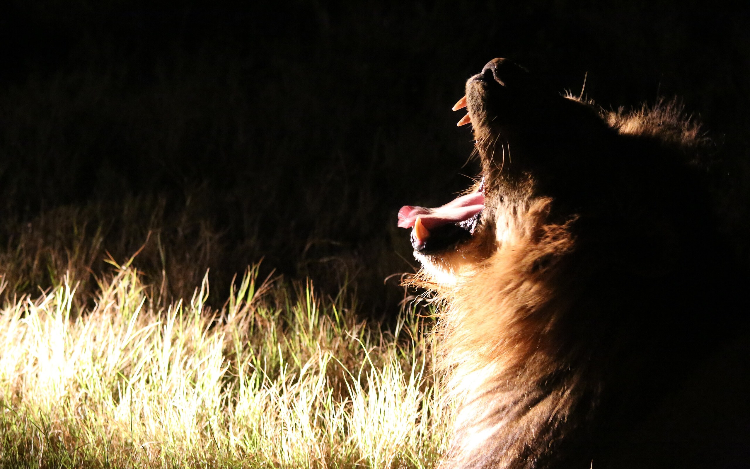 Which Big Cats Can Actually Roar (and Why Cheetahs Purr Instead)