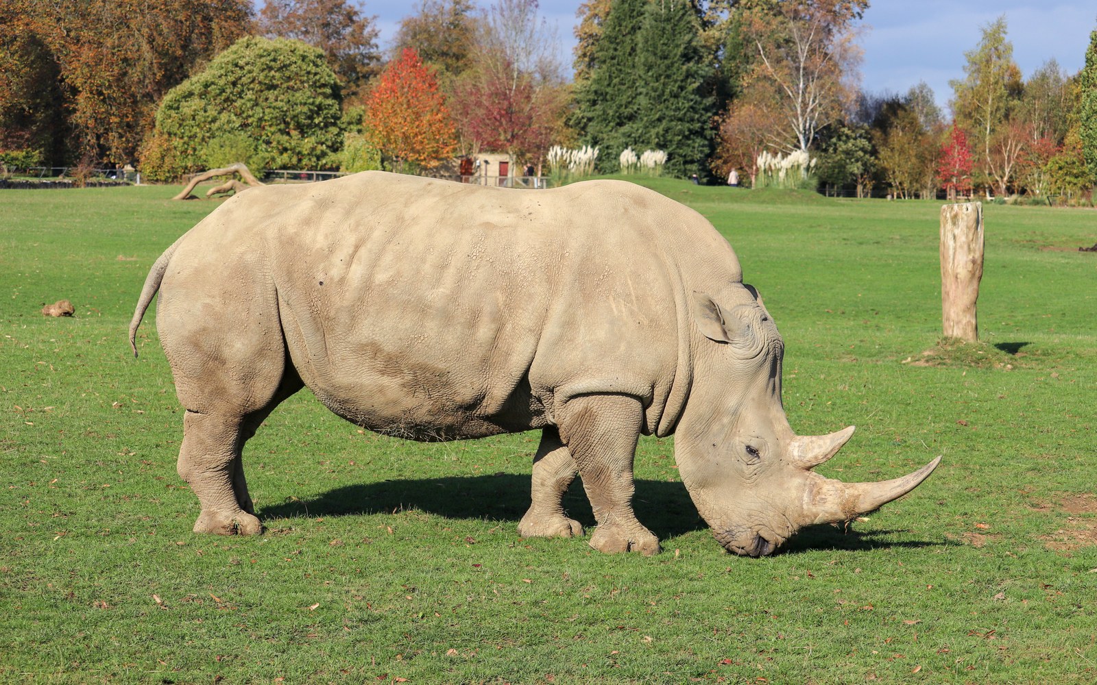 Why Is It Called a White Rhino? The Grey Grazer Behind the Name