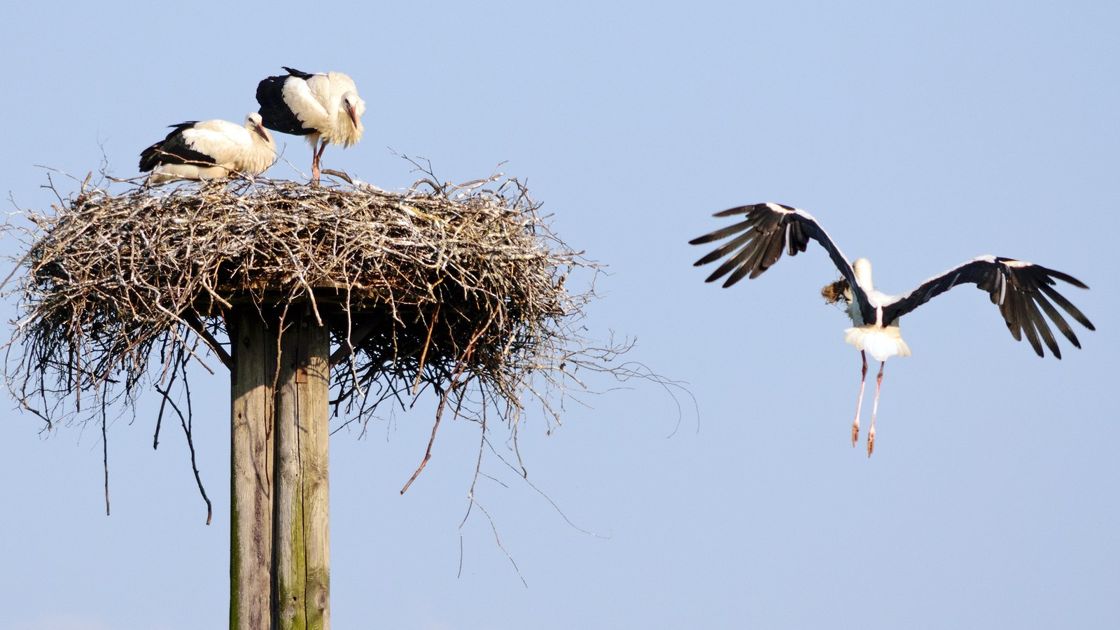 White Stork: Thermals, Rooftop Nests, and the Baby Folklore