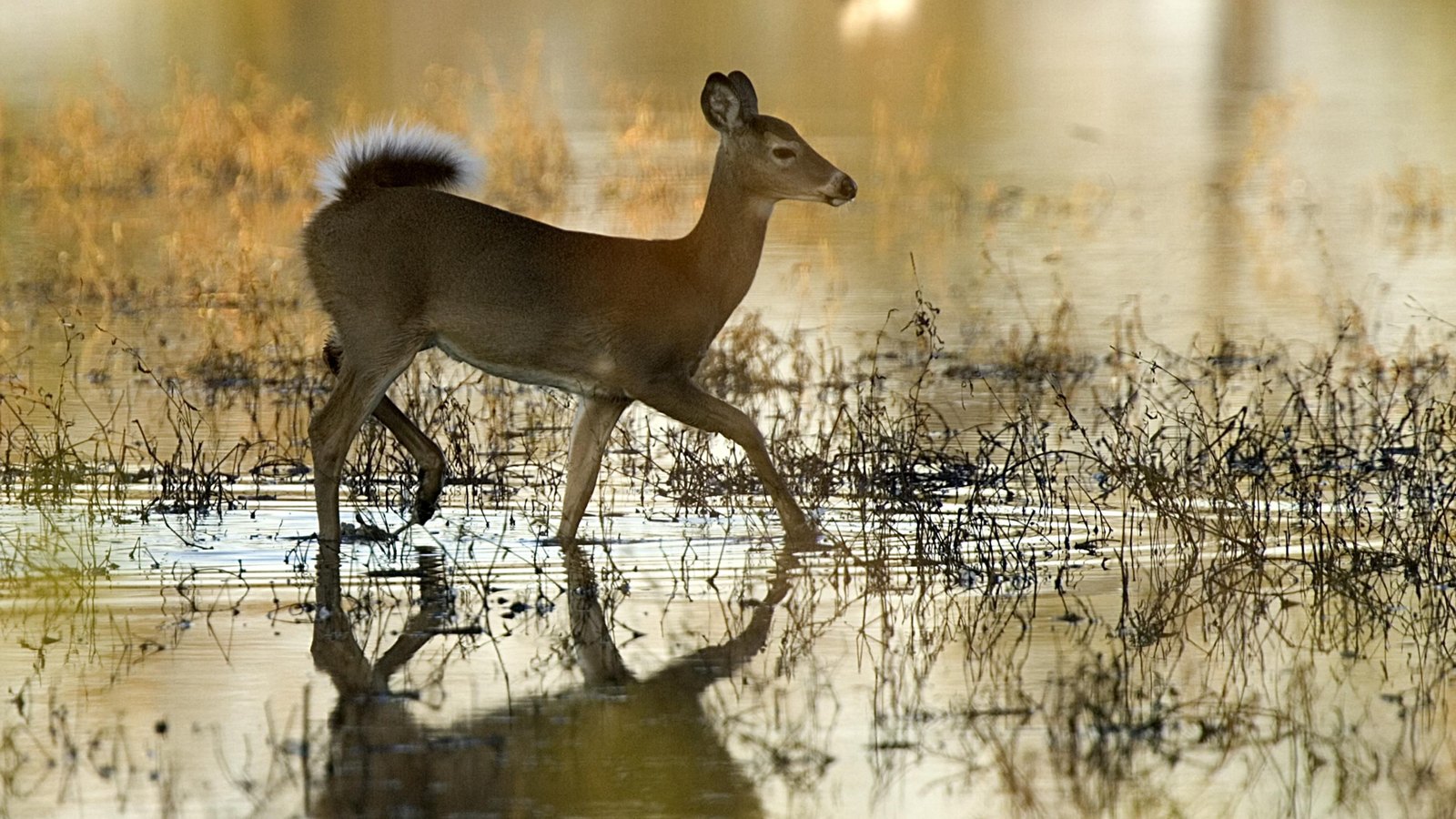 White-tailed Deer: Flag Tail, Edge Habitat, and North America's Rebound
