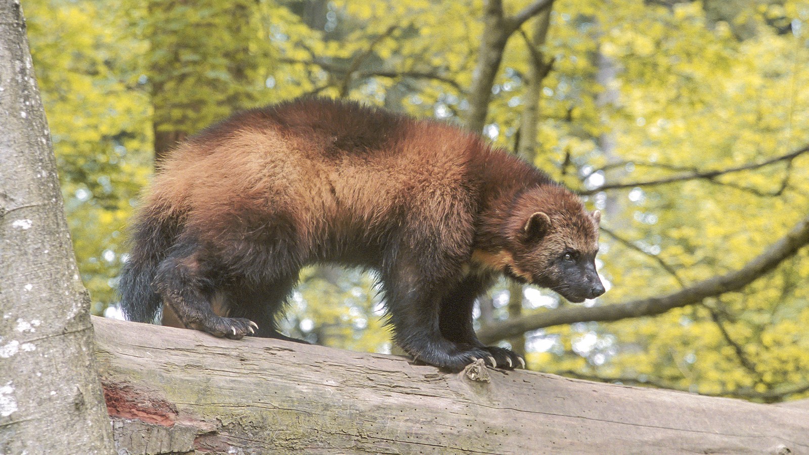 Wolverine: Glutton Myth, Snowshoe Paws, and Delayed Kits