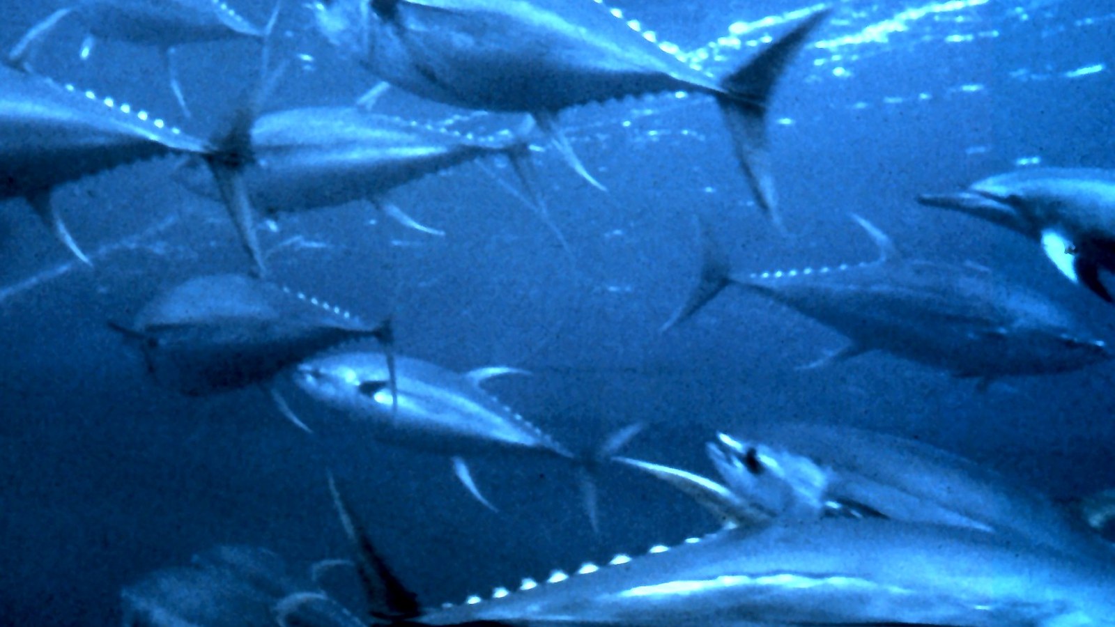 Yellowfin Tuna: Ram Ventilation, Warm Muscle, and Dolphin Schools