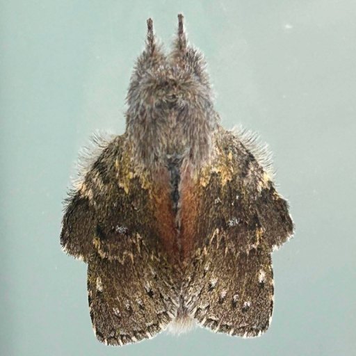 Lobster moth (Stauropus fagi) seen from above, resting with its wings folded against a plain pale grey-green surface, showing its furry grey-brown thorax and mottled brown wings.
