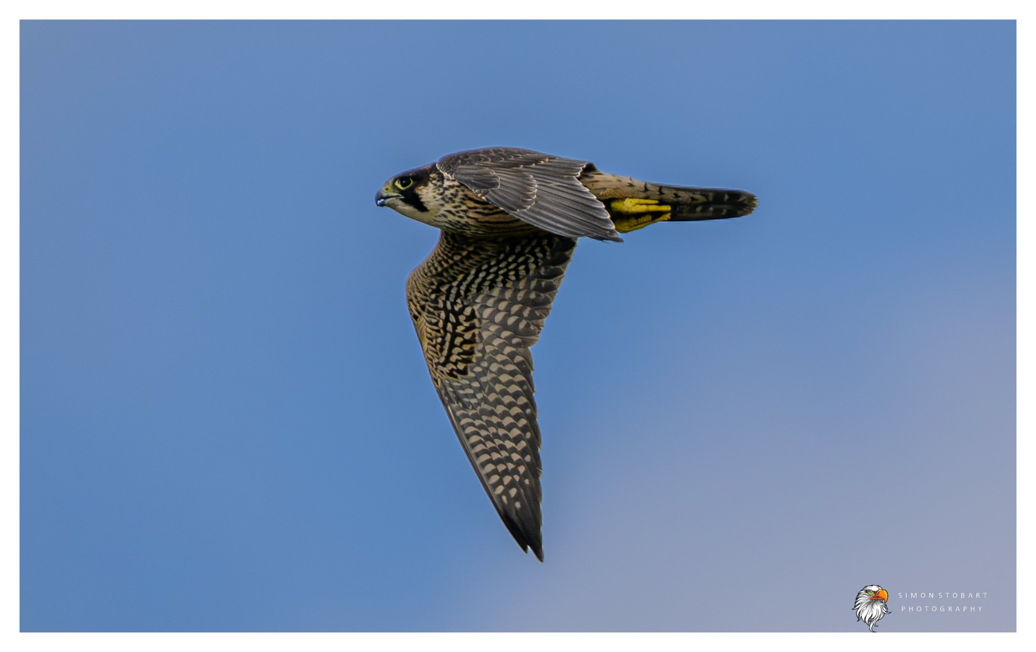 A juvenile peregrine falcon in flight against a clear blue sky, seen side-on heading left, wings swept down, showing brown streaked and barred plumage, a dark moustache stripe and yellow feet tucked under the tail.
