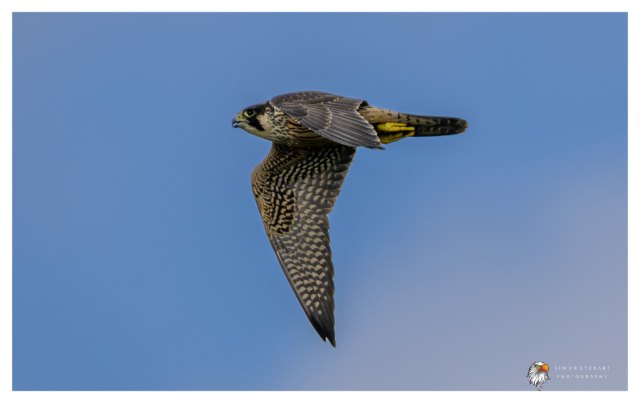 A juvenile peregrine falcon in flight against a clear blue sky, seen side-on heading left, wings swept down, showing brown streaked and barred plumage, a dark moustache stripe and yellow feet tucked under the tail.