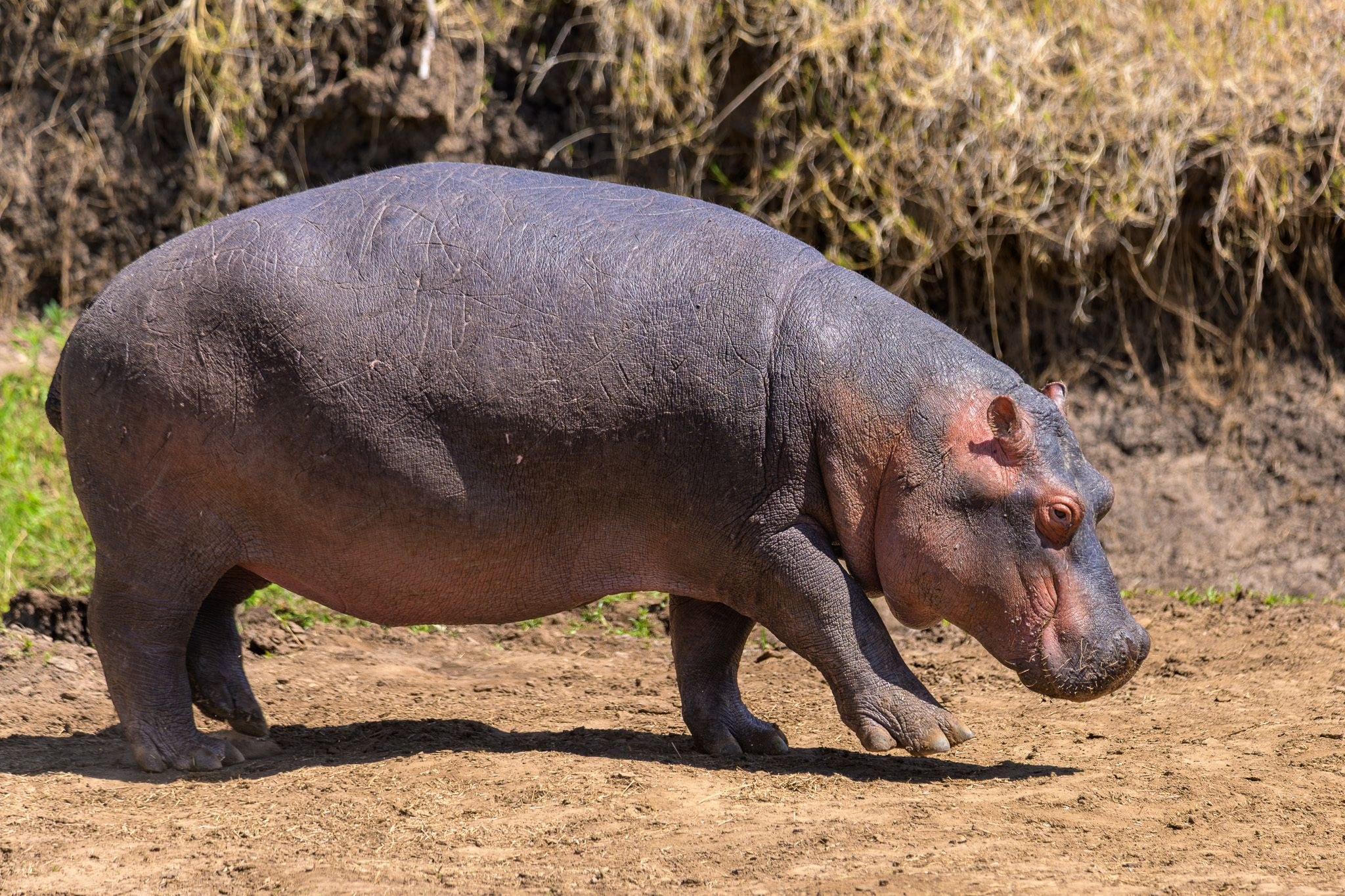 A common hippopotamus walking on bare earth in front of a dry grassy bank, seen side-on heading right, its grey-purple skin marked with scars and pink around the eyes, ears and mouth.