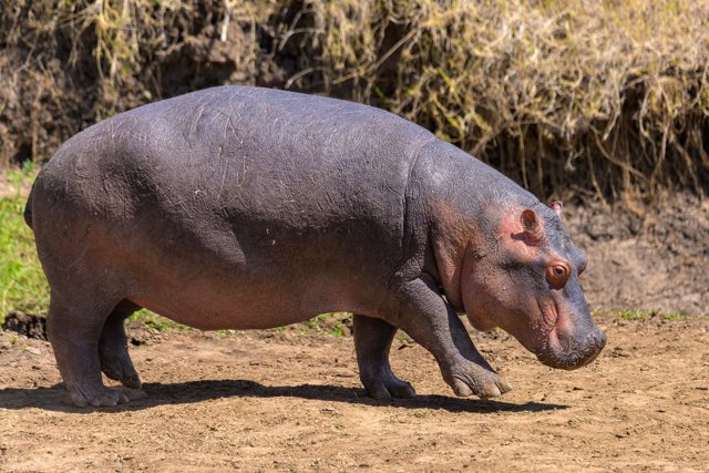 A common hippopotamus walking on bare earth in front of a dry grassy bank, seen side-on heading right, its grey-purple skin marked with scars and pink around the eyes, ears and mouth.