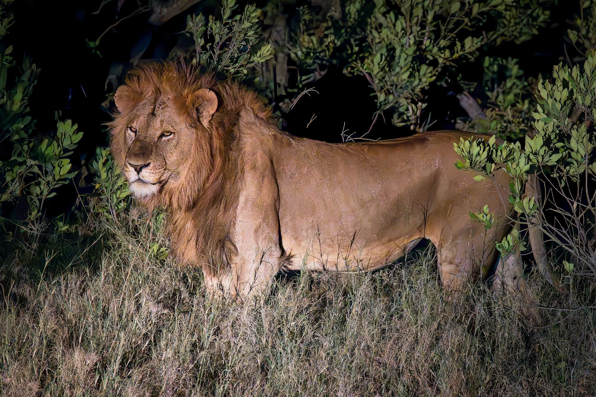 A male African lion with a thick golden mane standing side-on in long grass at night, lit by a spotlight against dark bushes, looking toward the camera.
