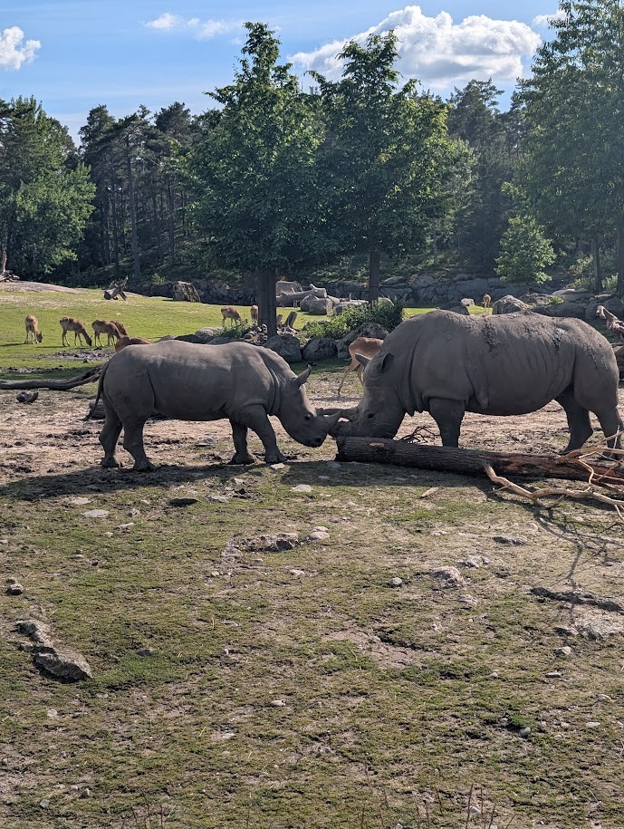 Two white rhinos at Kolmården touching noses over a fallen log on sunlit, stony grassland, with antelope grazing and tall trees behind them.