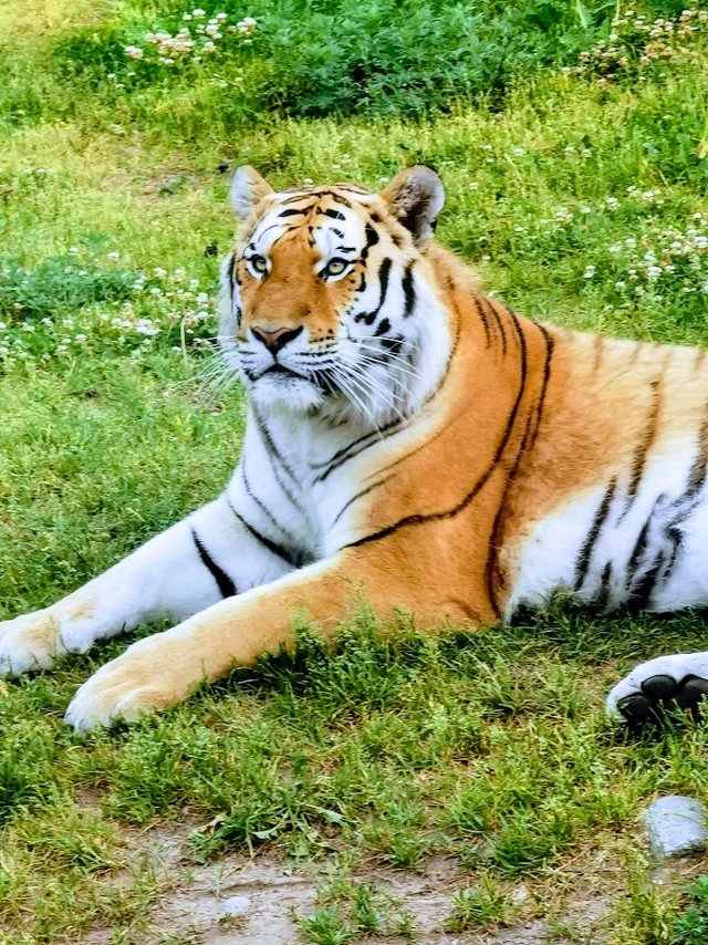 An Amur tiger lying on green grass at Kolmården, head raised and looking to the left, front paws stretched out, showing its pale orange coat, black stripes and white chest.