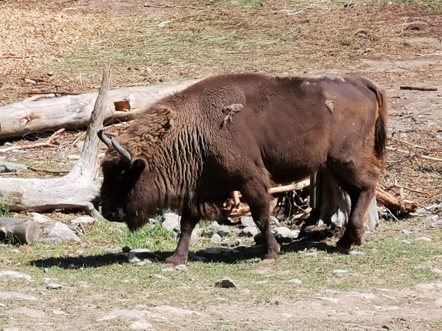 A European bison (wisent) at Kolmården walking left across sunlit dry ground with head lowered to the grass, showing its dark brown shaggy mane and beard, high shoulder hump, short upward-curving horns and a fallen log behind it.