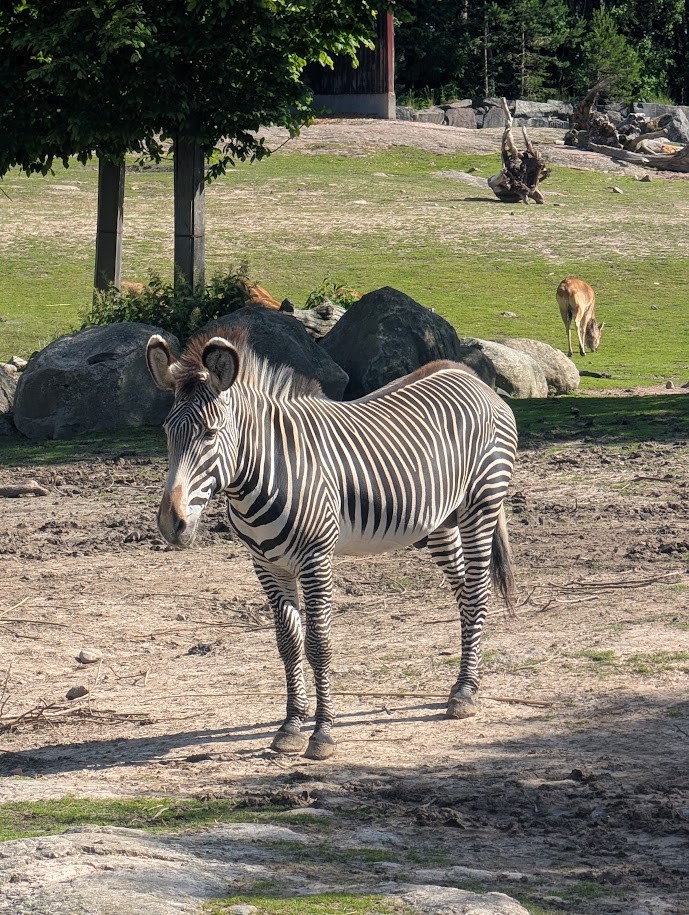 A Grevy’s zebra at Kolmården.