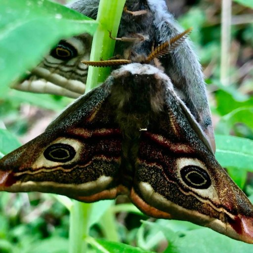 Two small emperor moths (Saturnia pavonia) clinging to a green plant stem among leaves; the nearer moth shows its brown wings with large eyespots and feathery antennae.