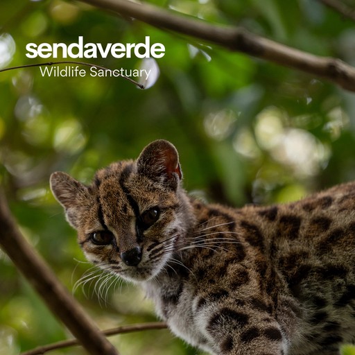 Tigrino, a tilcayo tiger cat (Leopardus tilcayo) at La Senda Verde