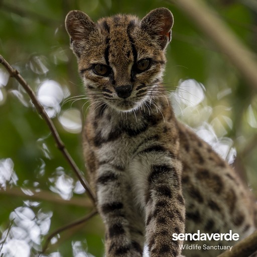 Tigrino, a tilcayo tiger cat (Leopardus tilcayo) at La Senda Verde