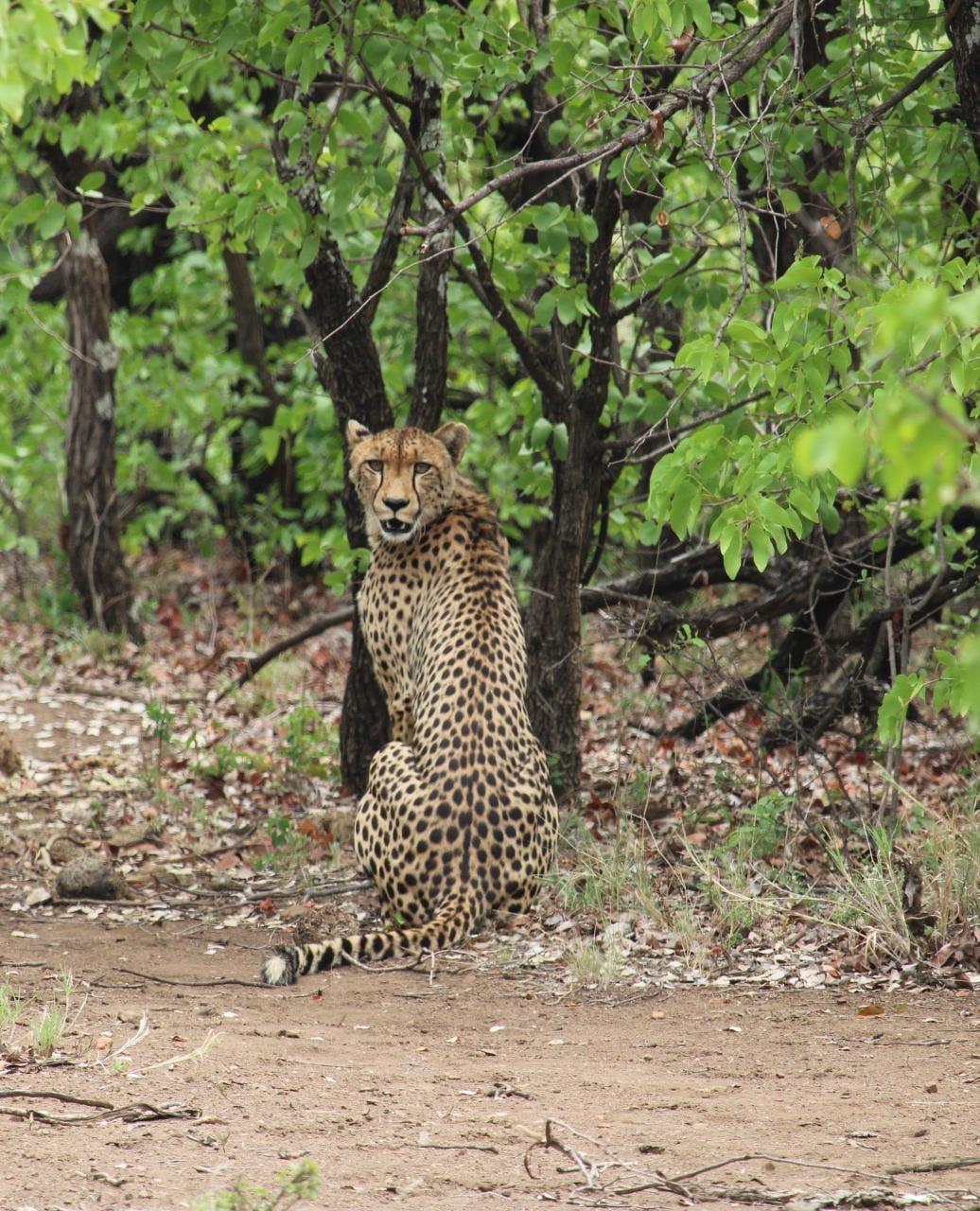 Gepard