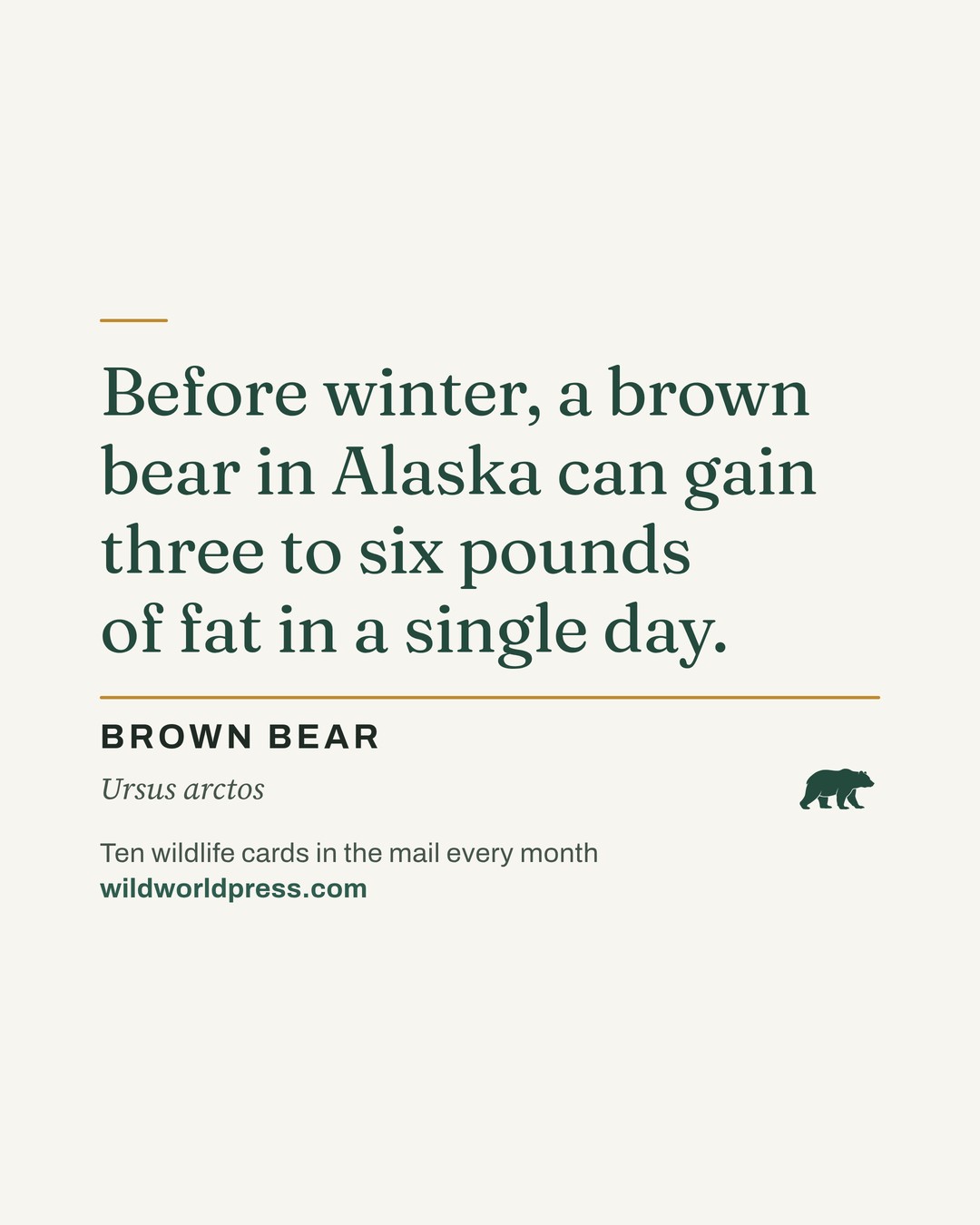 A Wild World Press fact card on cream paper: “Before winter, a brown bear in Alaska can gain three to six pounds of fat in a single day.” Below it, BROWN BEAR, Ursus arctos, and a small dark-green bear silhouette.