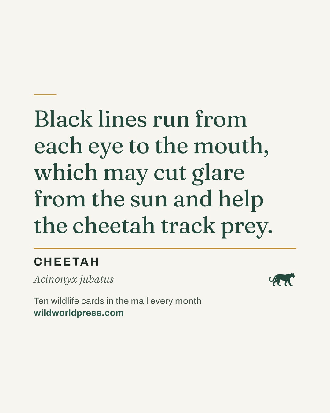 A Wild World Press fact card on cream paper: “Black lines run from each eye to the mouth, which may cut glare from the sun and help the cheetah track prey.” Below it, CHEETAH, Acinonyx jubatus, and a small dark-green cat silhouette.