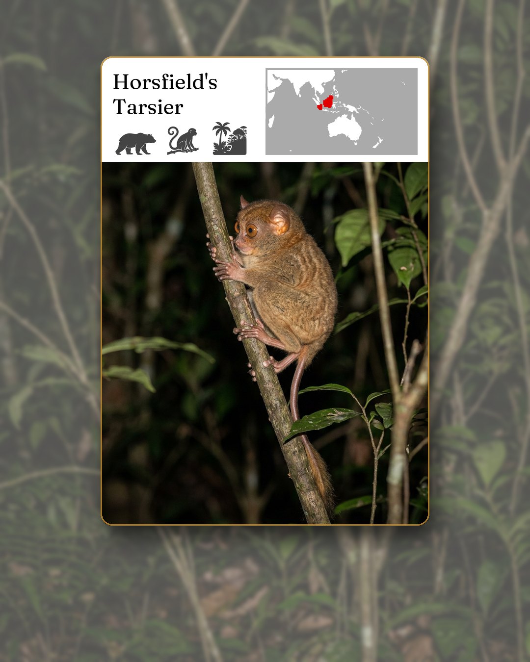 The Horsfield's Tarsier wildlife card laid on a wider night forest scene that continues past its edges: a small brown tarsier with huge round eyes clinging upright to a thin tree trunk, with a range map marking Borneo and Sumatra.