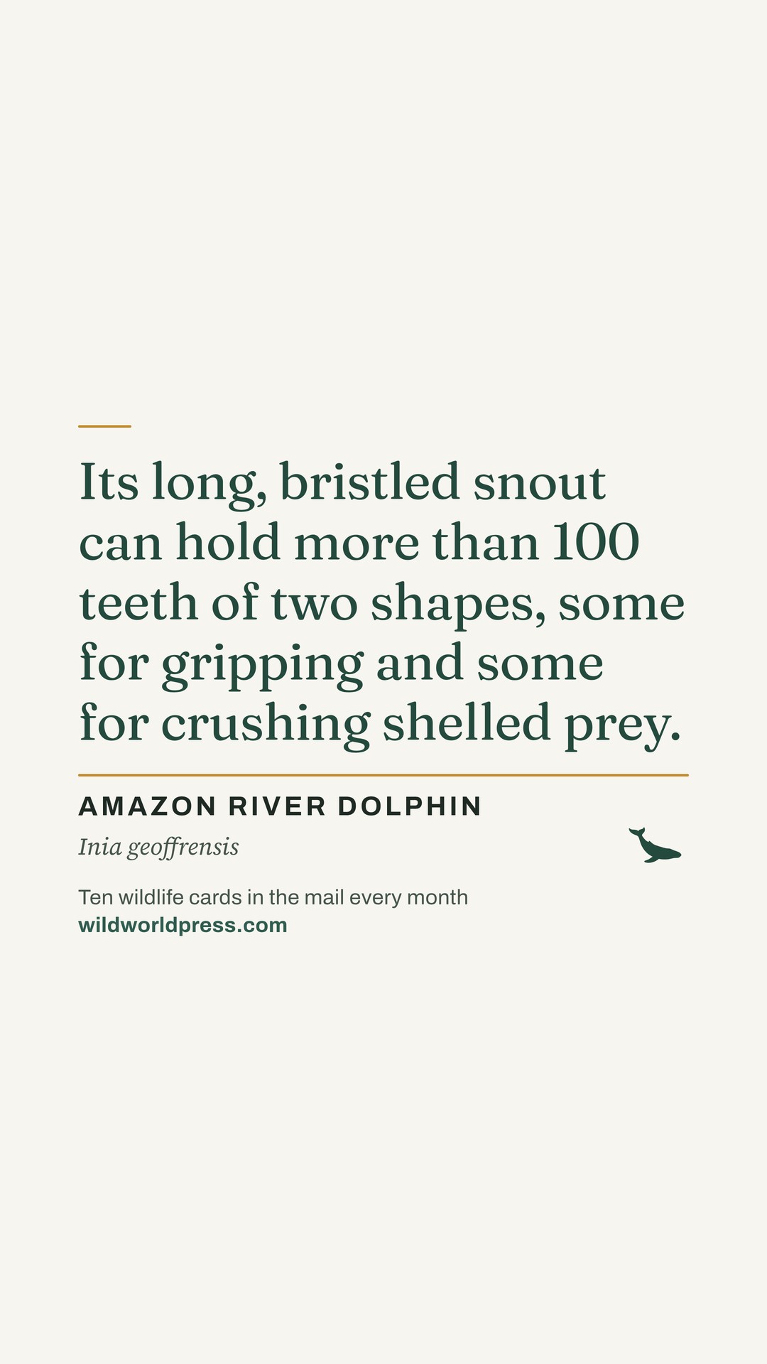 A Wild World Press fact card on cream paper: “Its long, bristled snout can hold more than 100 teeth of two shapes, some for gripping and some for crushing shelled prey.” Below it, AMAZON RIVER DOLPHIN, Inia geoffrensis, and a small dark-green dolphin silhouette.