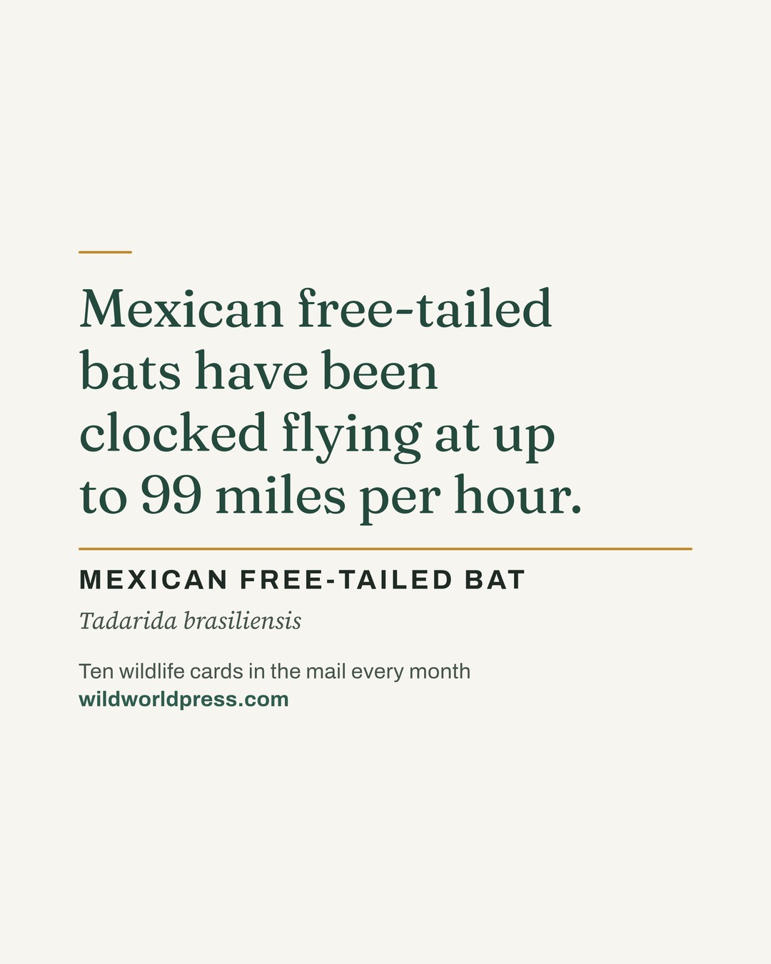 A Wild World Press fact card on cream paper: “Mexican free-tailed bats have been clocked flying at up to 99 miles per hour.” Below it, MEXICAN FREE-TAILED BAT, Tadarida brasiliensis.
