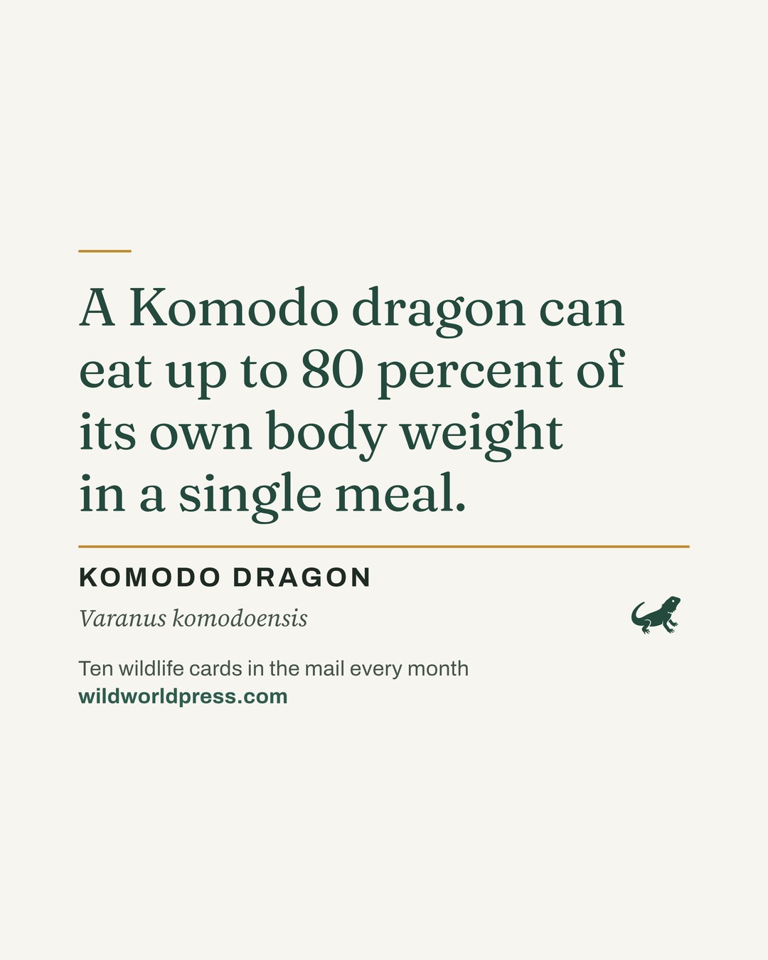 A Wild World Press fact card on cream paper: “A Komodo dragon can eat up to 80 percent of its own body weight in a single meal.” Below it, KOMODO DRAGON, Varanus komodoensis, and a small dark-green lizard silhouette.