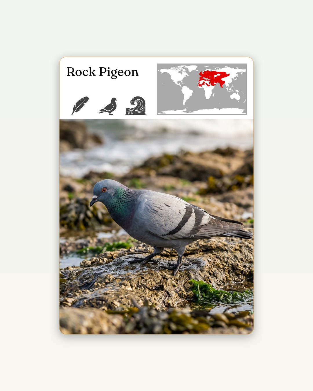 The Rock Pigeon wildlife card on cream paper: a gray pigeon with dark wing bars and a green-and-purple sheen on its neck, pecking among seaweed on wet shoreline rocks, under a top band with its name, three small icons and a world map with its native range across Europe, North Africa and Asia marked in red.