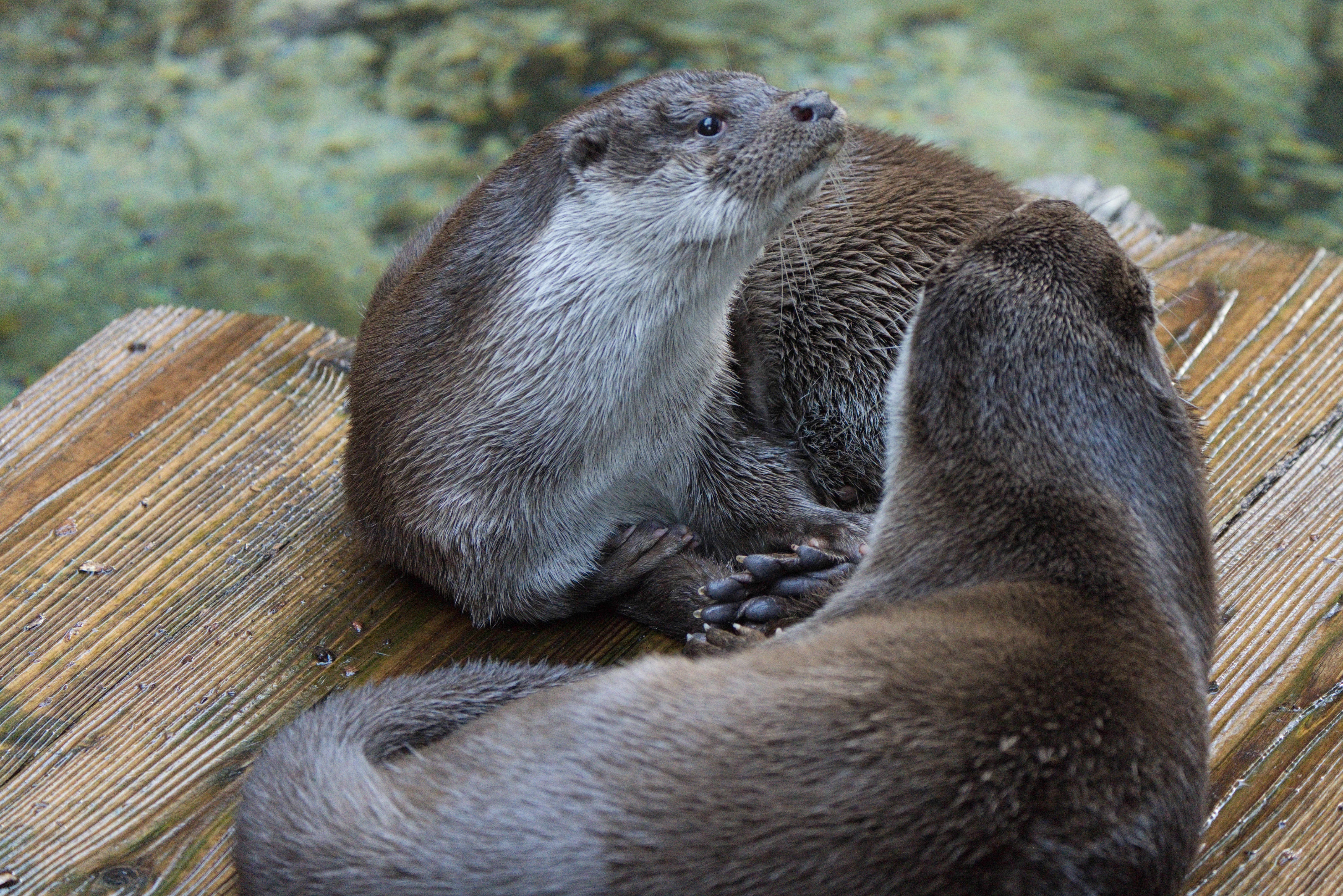 Otters at Play