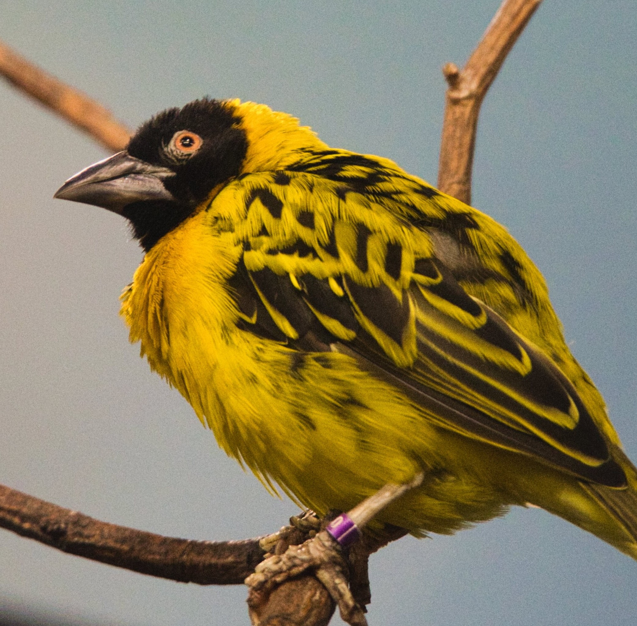 Vibrant Yellow Weaver Perched on Branch